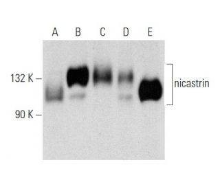 nicastrin Antibody (B-3) - Western Blotting - Image 356999 