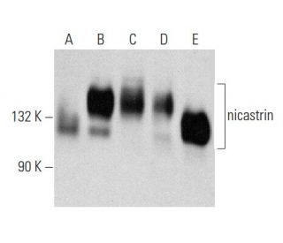 nicastrin Antibody (D-1) - Western Blotting - Image 356998 