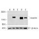 nicastrin Antibody (D-1) - Western Blotting - Image 414757