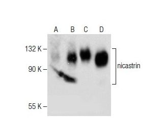 nicastrin Antibody (F-3) - Western Blotting - Image 282579