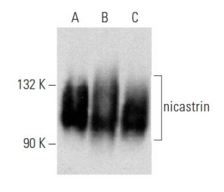 nicastrin Antibody (F-3) - Western Blotting - Image 356995 