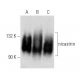 nicastrin Antibody (F-3) - Western Blotting - Image 356995 