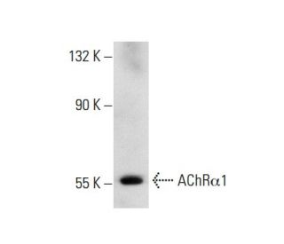 Nicotinic Acetylcholine Receptor alpha 1/CHRNA1 Antibody (153) - Western Blotting - Image 135782Each CRISPR/Cas9 Knockout (KO) Plasmid product consists of a pool of 3 plasmids designed to ensure identification and cleavage of a specific gene for maximum knockout efficiency. Each plasmid encodes a unique 20 nt sequence derived from the GeCKO (v2) library.