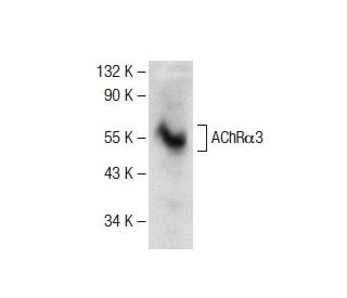 Nicotinic Acetylcholine Receptor alpha 3/CHRNA3 Antibody (C-6) - Western Blotting - Image 141566