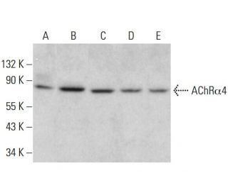 Nicotinic Acetylcholine Receptor alpha 4/CHRNA4 Antibody (A-6) - Western Blotting - Image 381779