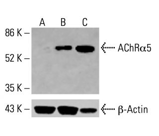 Nicotinic Acetylcholine Receptor alpha 5/CHRNA5 Antibody (D-11) - Western Blotting - Image 414881