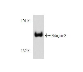 Nidogen-2 Antibody (A-7) - Western Blotting - Image 151214 