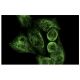Nidogen Antibody (331F3) - Immunofluorescence - Image 13969 
