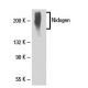 Nidogen Antibody (331F3) - Western Blotting - Image 19450