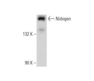 western blotting image from recommended Nidogen (C-7) monoclonal antibody replacement. Image 135926