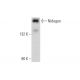 western blotting image from recommended Nidogen (C-7) monoclonal antibody replacement. Image 135926
