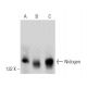 Nidogen Antibody (JF2) - Western Blotting - Image 358623 