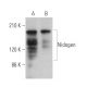 Nidogen Antibody (JF4) - Western Blotting - Image 377310