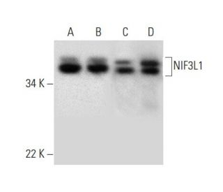 NIF3L1 Antibody (B-8) - Western Blotting - Image 296869 