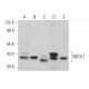 NIF3L1 Antibody (B-8) - Western Blotting - Image 372441