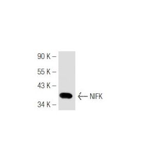 NIFK Antibody (18E148) - Western Blotting - Image 48618 
