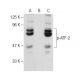 NIH/3T3 + anisomycin Cell Lysate: sc-2247. Western blot analysis of...