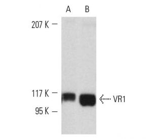 NIH/3T3 + heat shock Cell Lysate: sc-2217. Western blot analysis... 