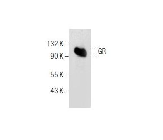 GR/NR3C1/Glucocorticoid Receptor Antibody (A-4) - Western Blotting - Image 155608 