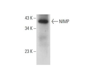 NIMP Antibody (D-2) - Western Blotting - Image 314587 