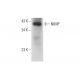 NIMP Antibody (D-2) - Western Blotting - Image 314587 