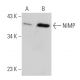NIMP Antibody (D-2) - Western Blotting - Image 366665 