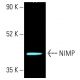 NIMP Antibody (D-2) - Western Blotting - Image 402190