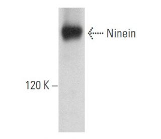 Ninein Antibody (F-5) - Western Blotting - Image 357148 