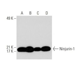 Ninjurin-1 Antibody (50) - Western Blotting - Image 295647 