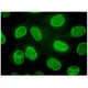 NIPA Antibody (A-12) - Immunofluorescence - Image 318896 
