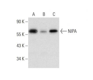 NIPA Antibody (A-12) - Western Blotting - Image 318569 