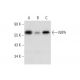 NIPA Antibody (A-12) - Western Blotting - Image 318569 