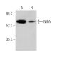 NIPA Antibody (A-12) - Western Blotting - Image 371640
