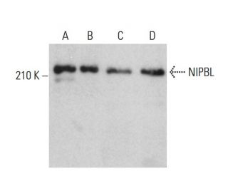 NIPBL Antibody (C-9) - Western Blotting - Image 376079 