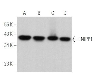NIPP1 Antibody (A-11) - Western Blotting - Image 366236 