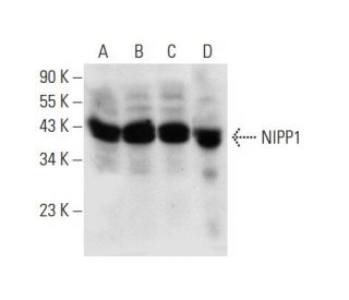 NIPP1 Antibody (B-4) - Western Blotting - Image 136220