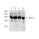NIPP1 Antibody (B-4) - Western Blotting - Image 136220