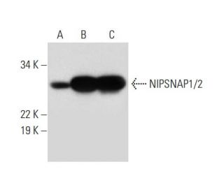 NIPSNAP1/2 Antibody (F-4) - Western Blotting - Image 292990 