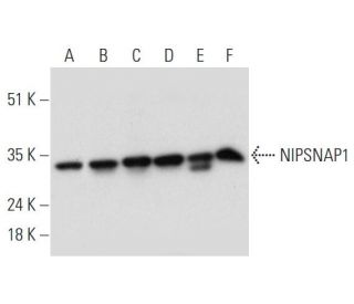 NIPSNAP1 Antibody (H-9) - Western Blotting - Image 344472 