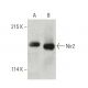 Nir2 Antibody (8) - Western Blotting - Image 396398