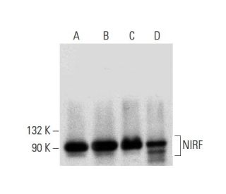 NIRF Antibody (C-10) - Western Blotting - Image 309505 
