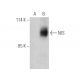 NIS Antibody (G-5) - Western Blotting - Image 394932