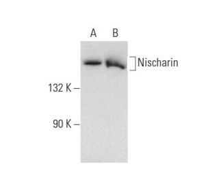 Nischarin Antibody (B-3) - Western Blotting - Image 139177 