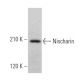 Nischarin Antibody (B-3) - Western Blotting - Image 375905