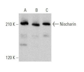 Nischarin Antibody (D-1) - Western Blotting - Image 359387 