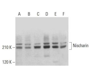 Nischarin Antibody (F-3) - Western Blotting - Image 383920
