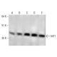 NIT1 Antibody (D-7) - Western Blotting - Image 351845