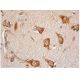 nitrated alpha/beta Synuclein Antibody (4H317) - Immunohistochemistry - Image 350545 