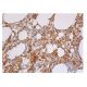 nitrated alpha/beta Synuclein Antibody (4H317) - Immunohistochemistry - Image 350546