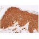 nitrated alpha/beta Synuclein Antibody (4H317) - Immunohistochemistry - Image 350547 